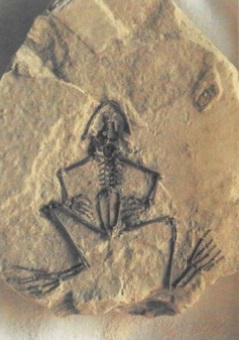 Rana Fossile